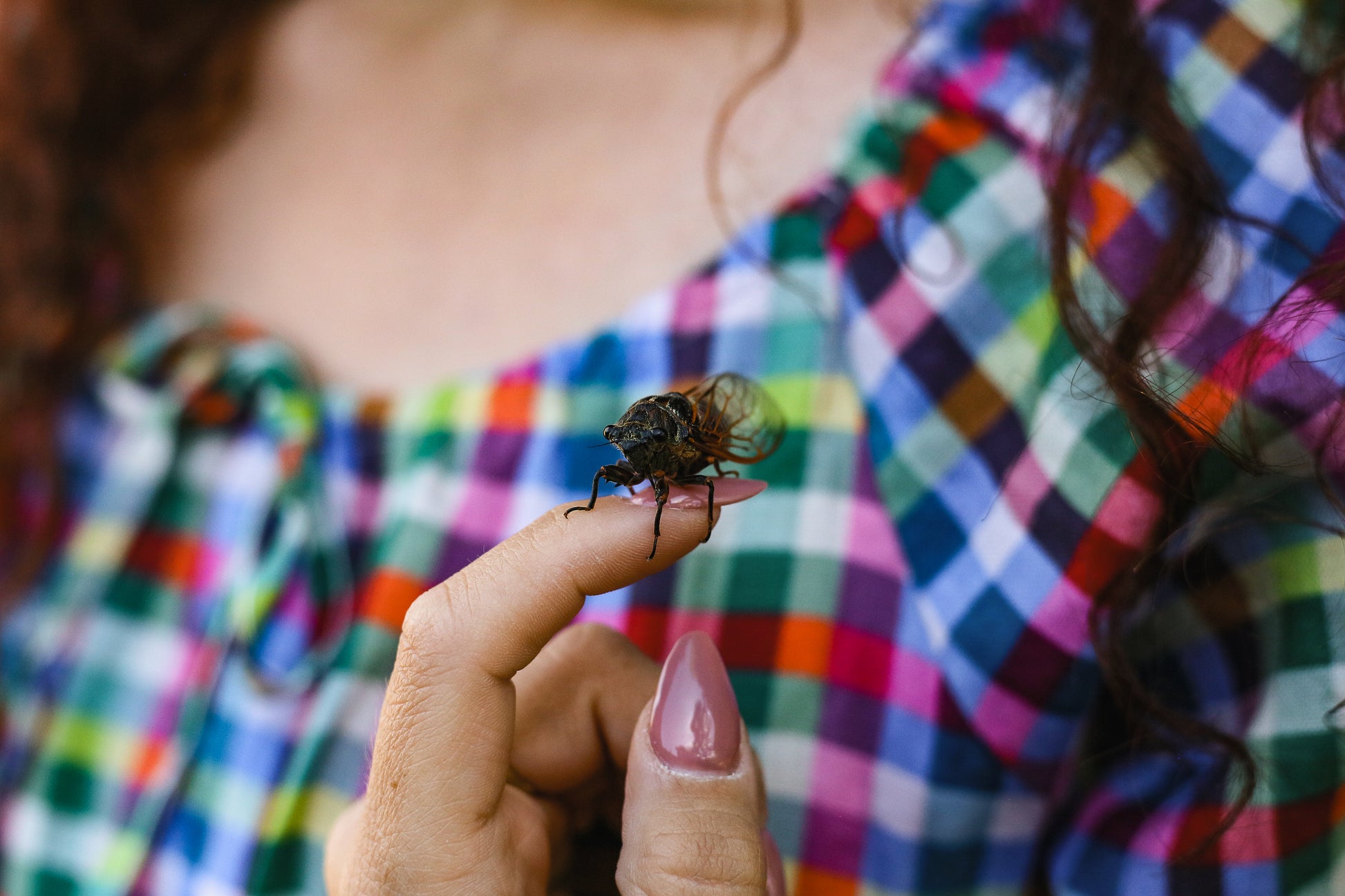 Person holding a fly on their finger with a colorful checkered modest nursing dress in the background