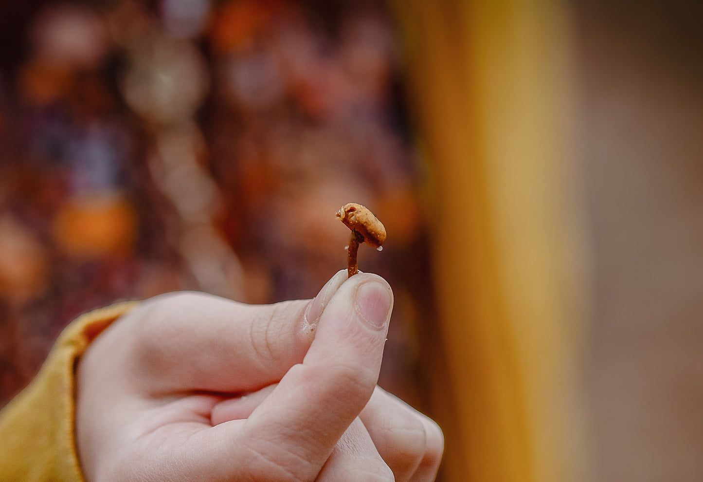 Forest Forage ~ Hinterland Maxi